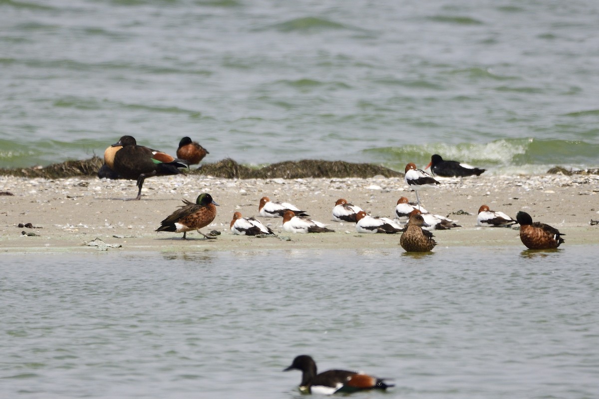 Avocette d'Australie - ML620286035