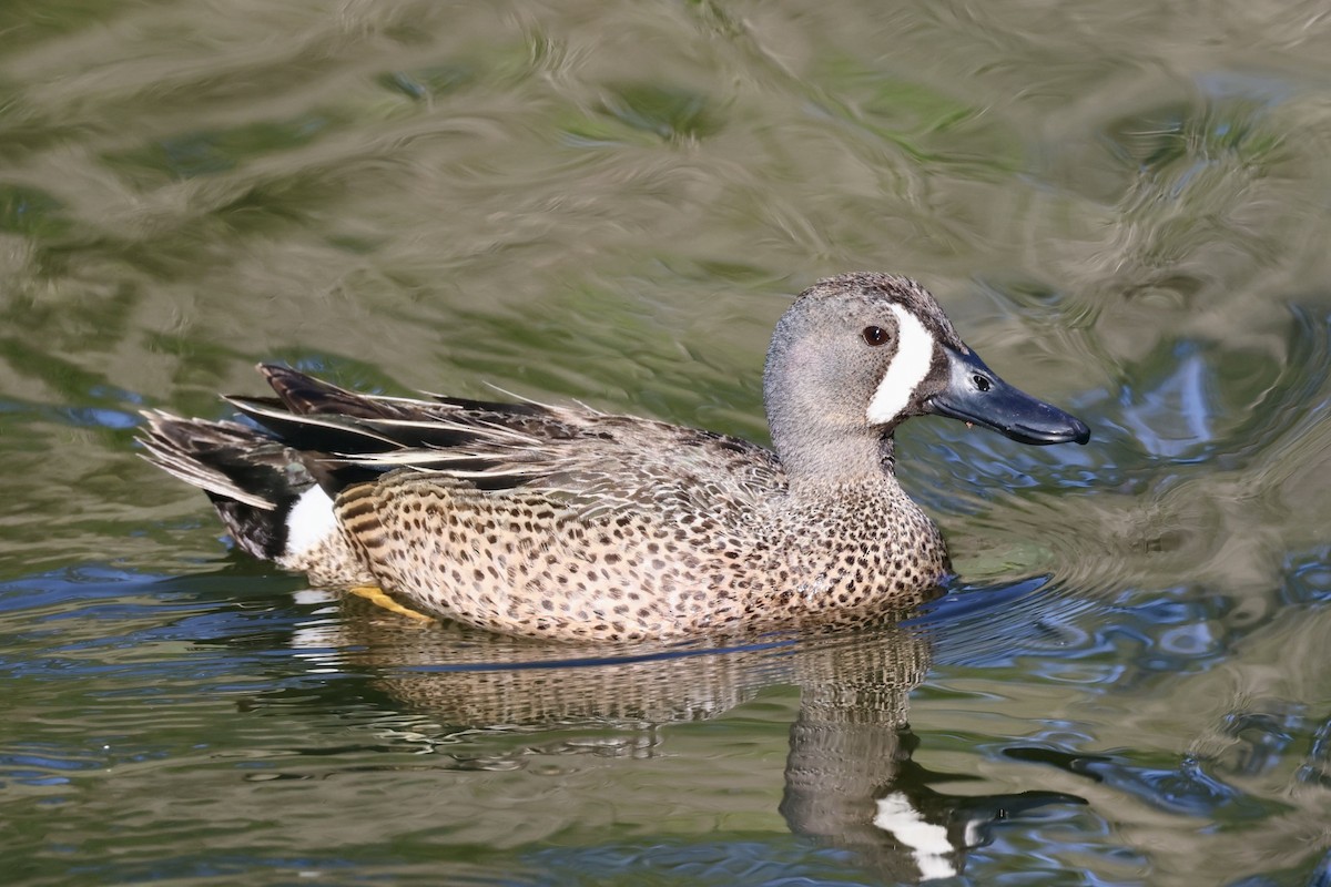 Blue-winged Teal - ML620286039