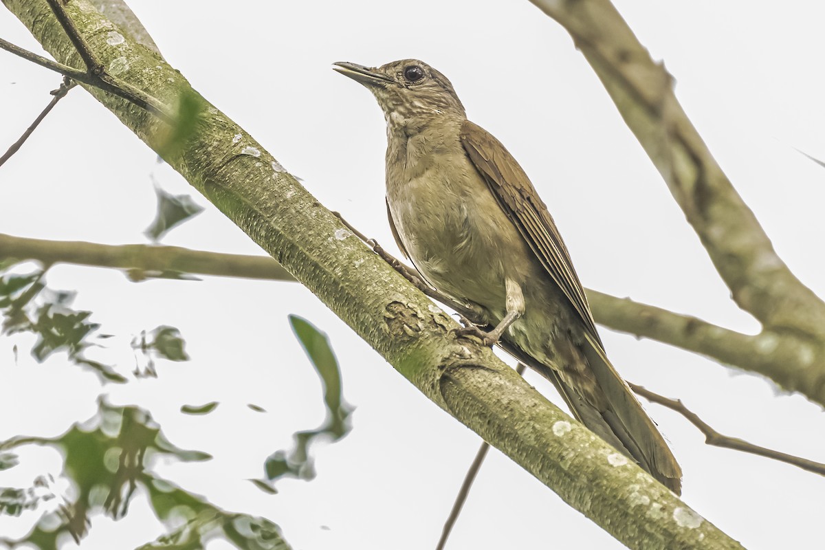 Pale-breasted Thrush - ML620286040