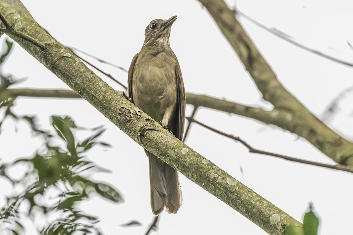 Pale-breasted Thrush - ML620286041