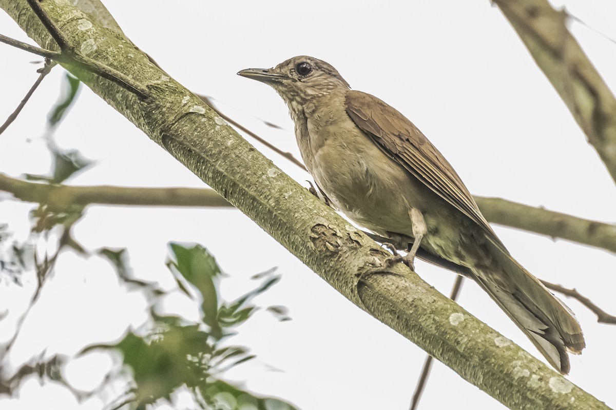 Pale-breasted Thrush - ML620286042