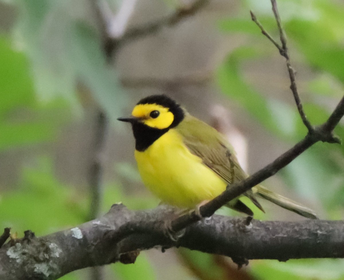 Hooded Warbler - ML620286044