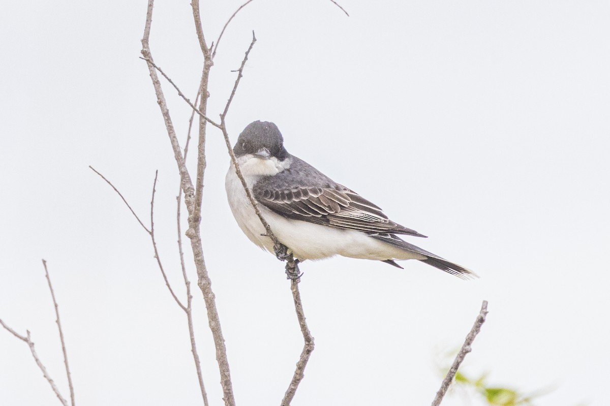 Eastern Kingbird - ML620286046