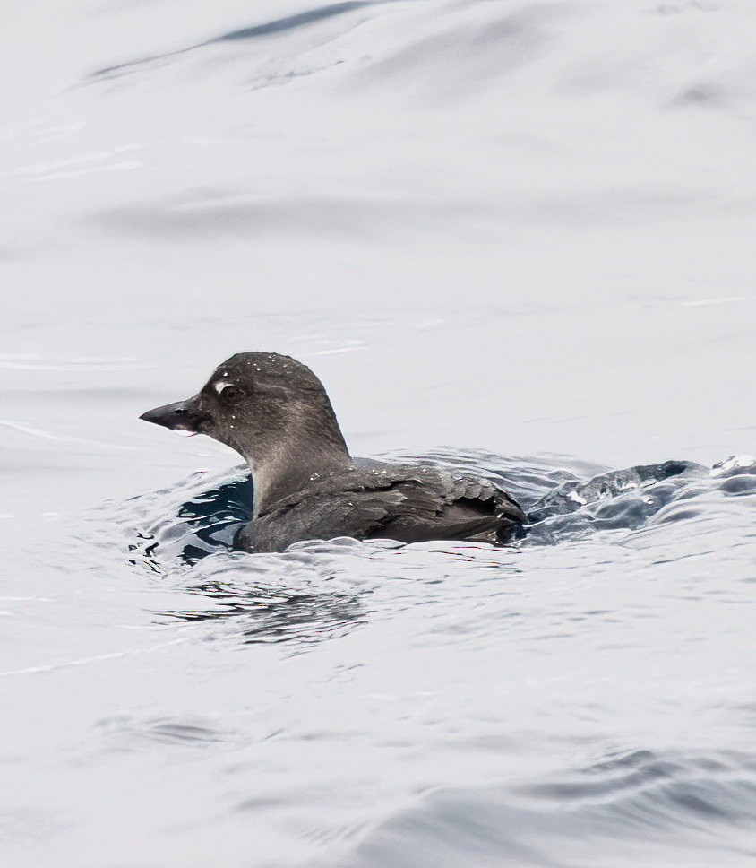 Cassin's Auklet - ML620286047