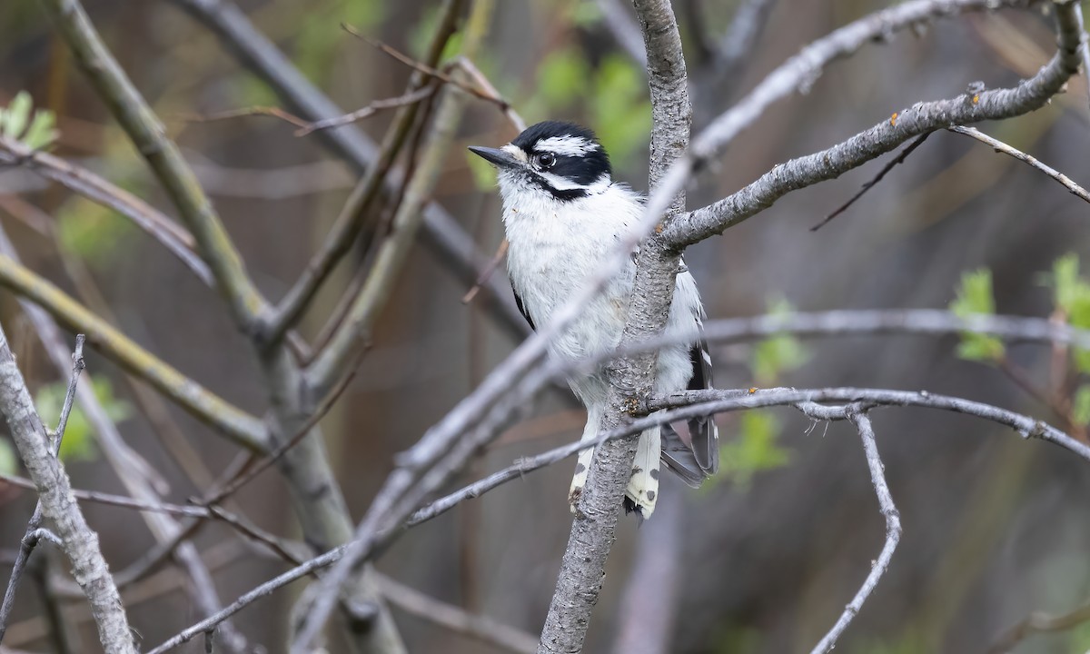 Downy Woodpecker (Rocky Mts.) - ML620286048