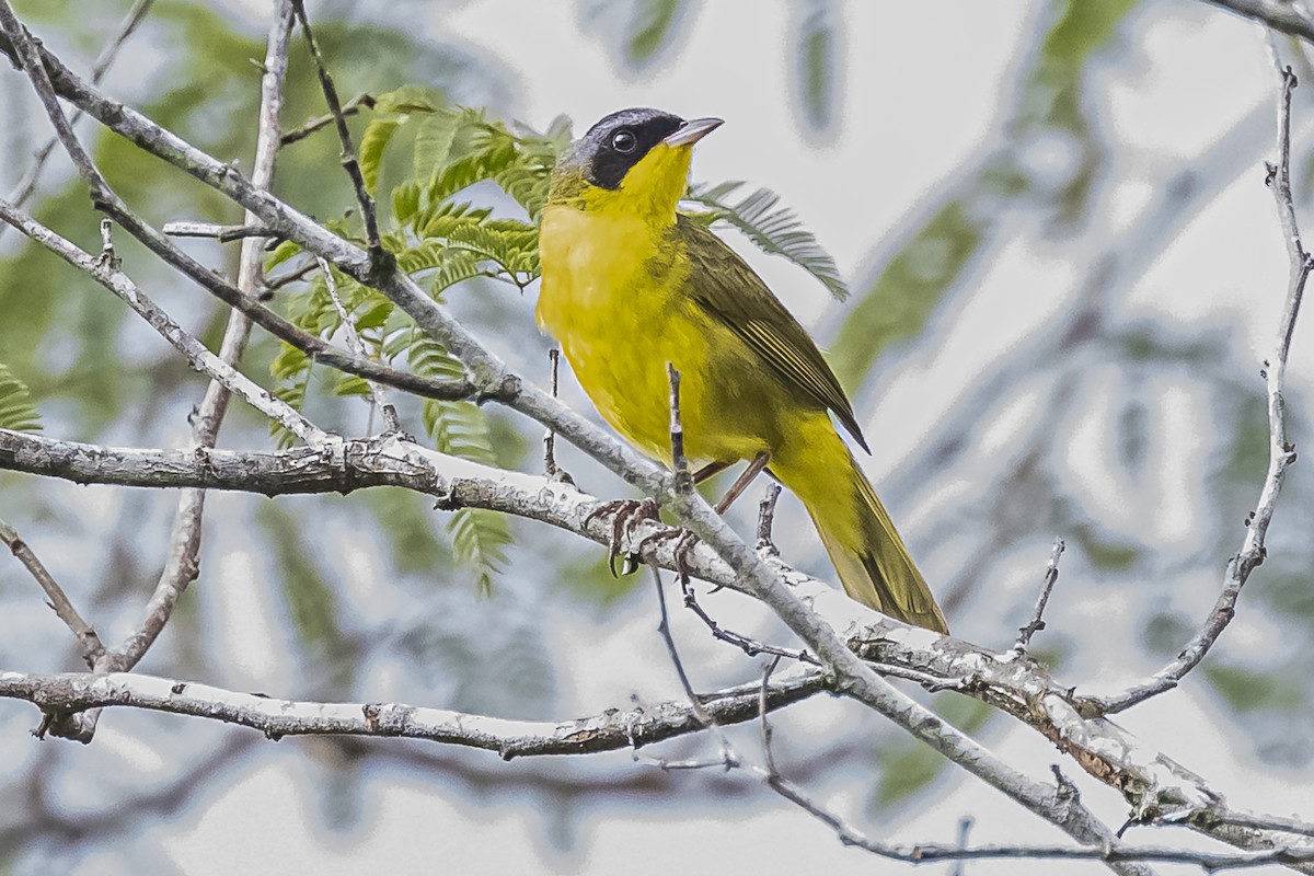 Southern Yellowthroat - ML620286055