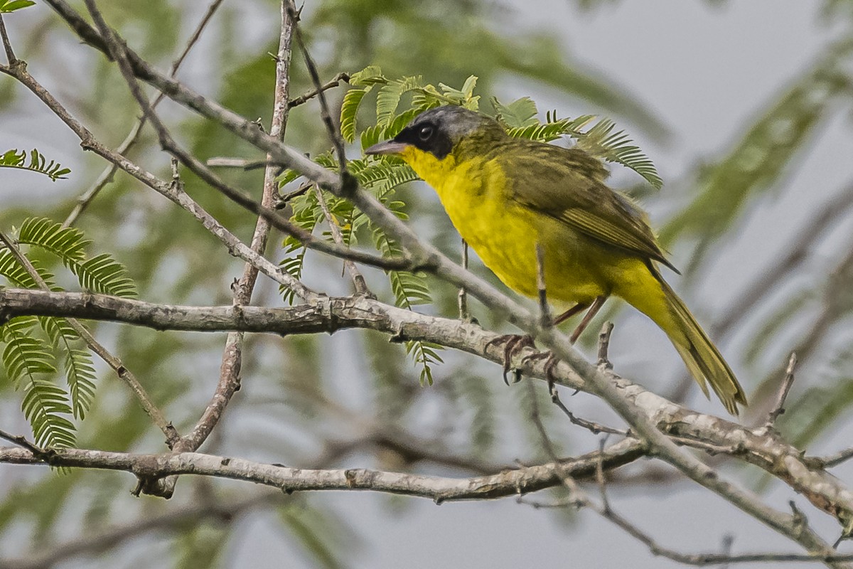 Southern Yellowthroat - ML620286056