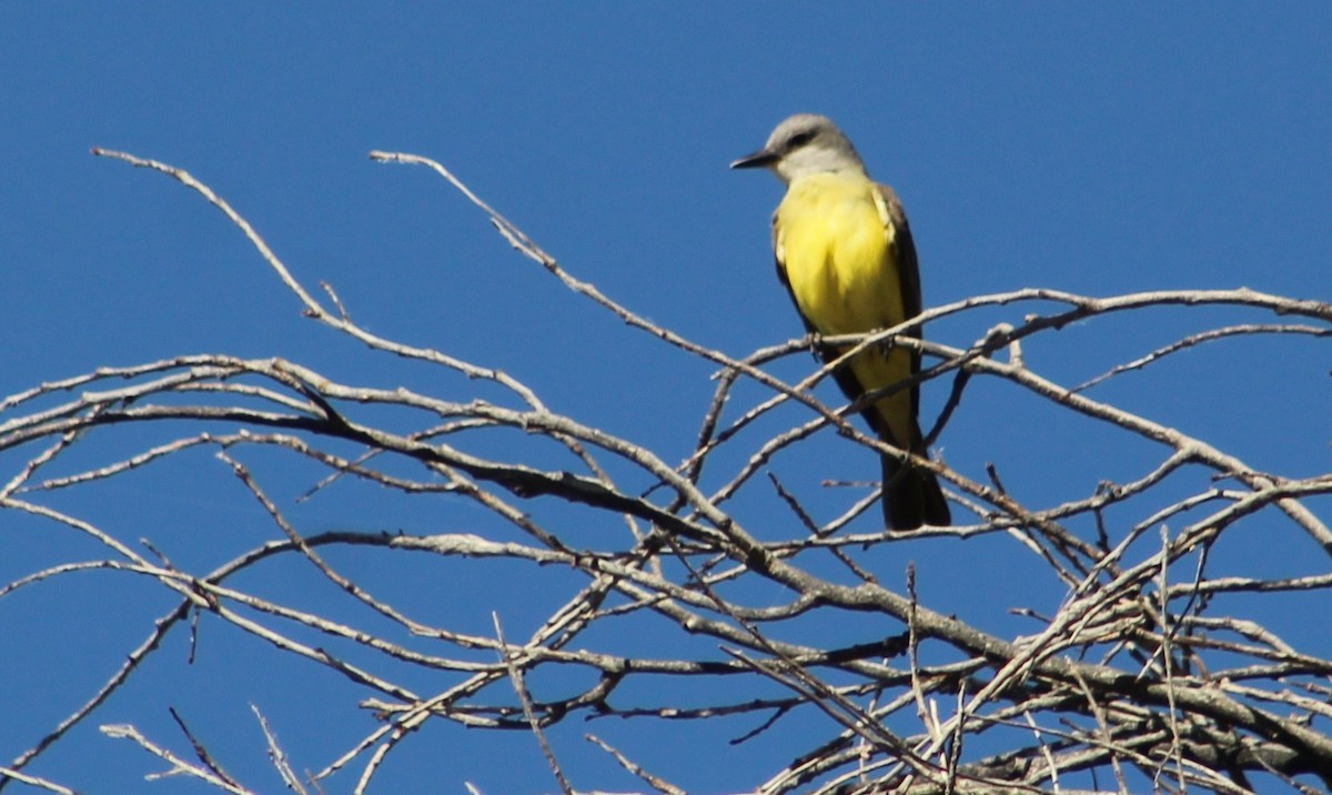 Tropical Kingbird - ML620286058