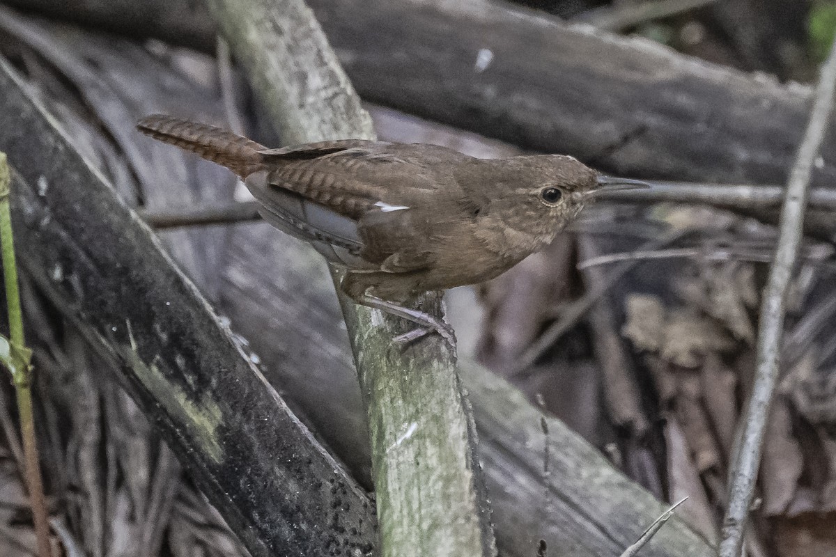 Chochín Criollo - ML620286060