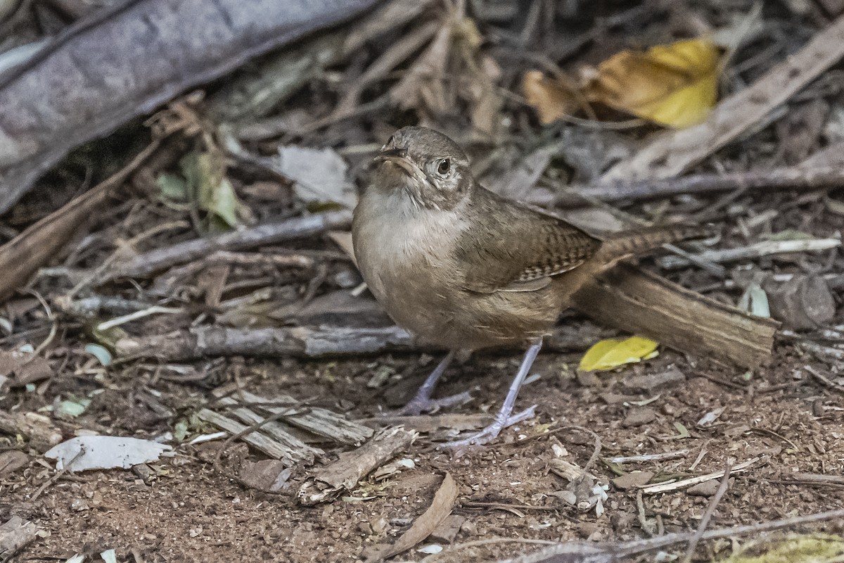 House Wren - ML620286061