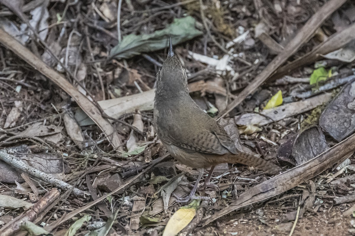 House Wren - ML620286062