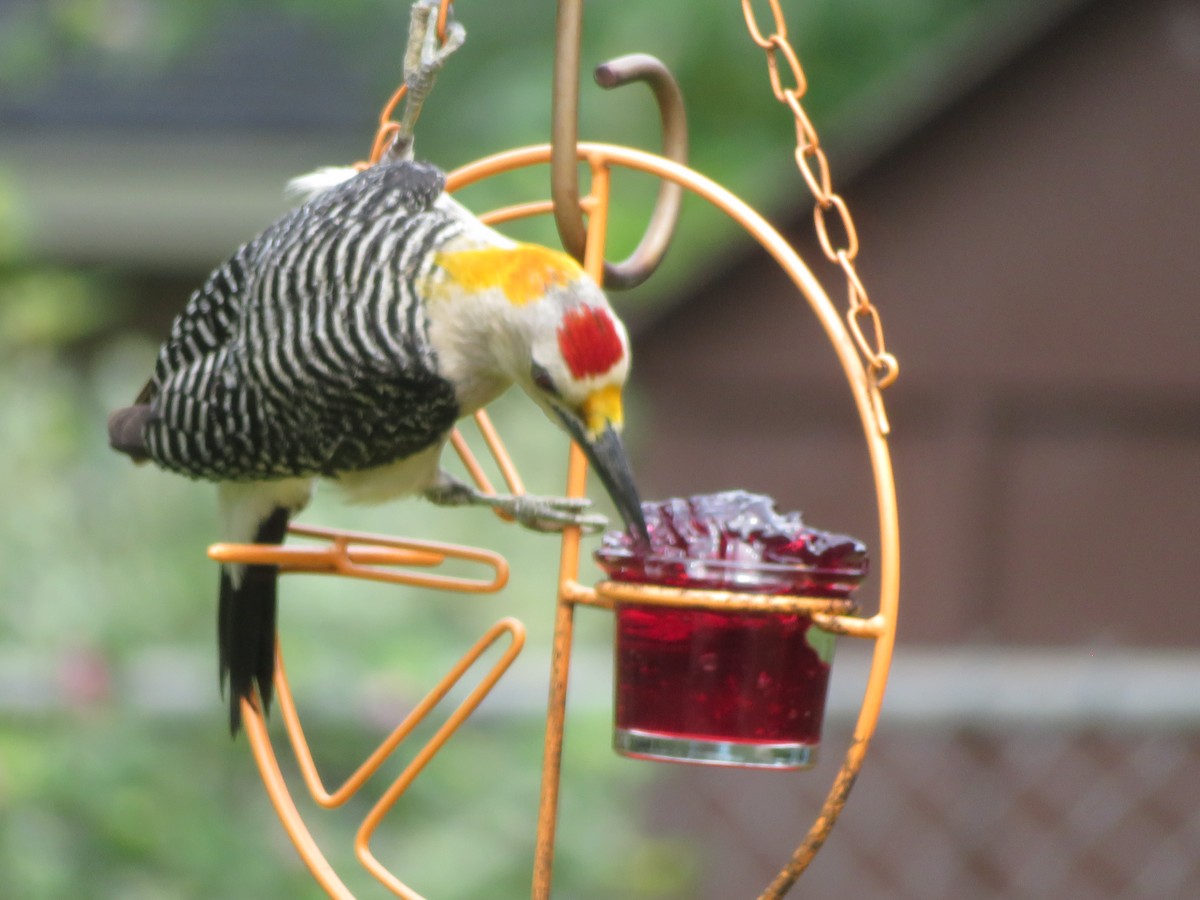 Golden-fronted Woodpecker - ML620286063