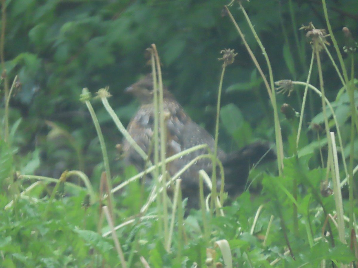 Ruffed Grouse - ML620286070