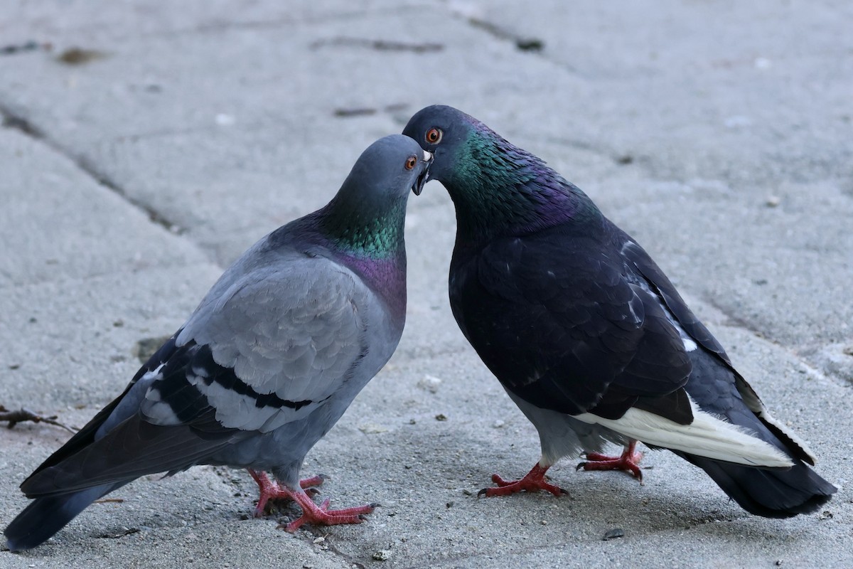 Rock Pigeon (Feral Pigeon) - ML620286073