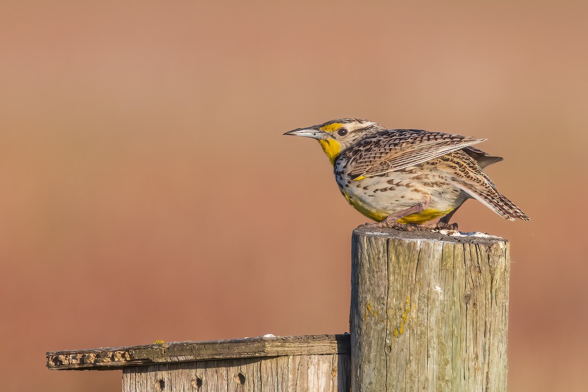 Western Meadowlark - ML620286075