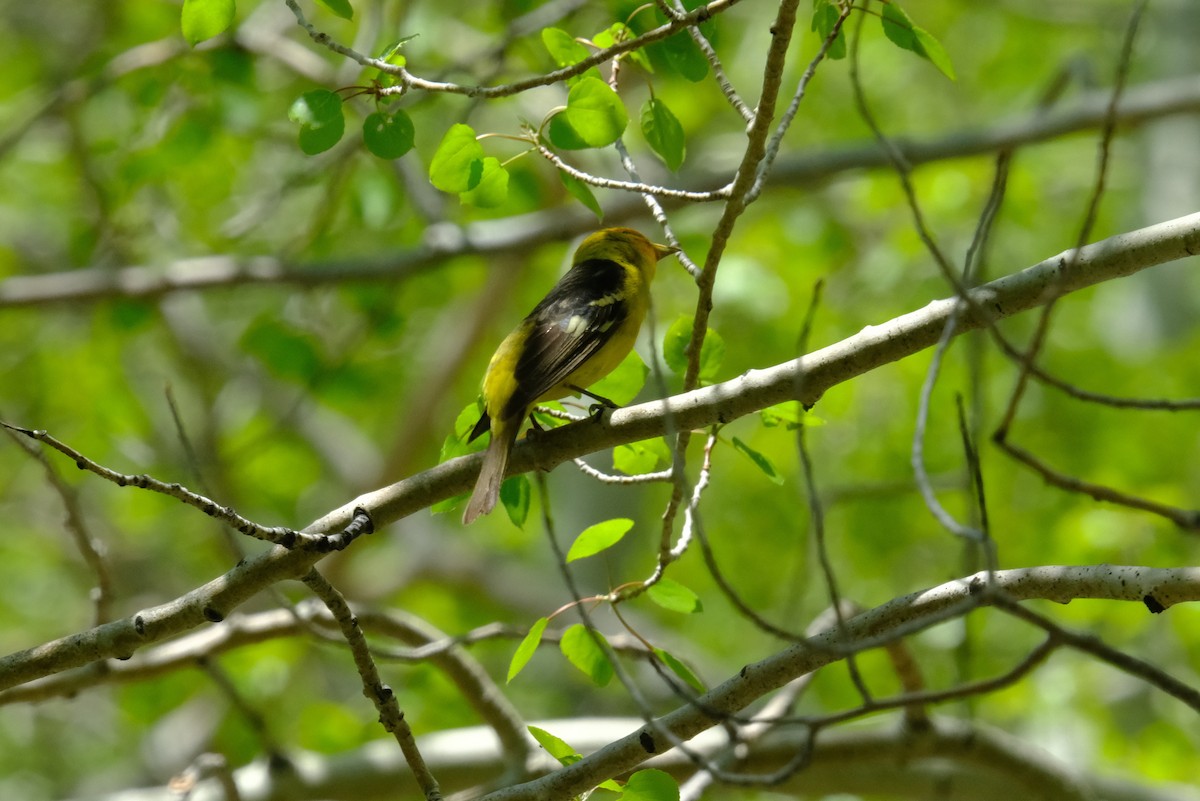 Western Tanager - ML620286077