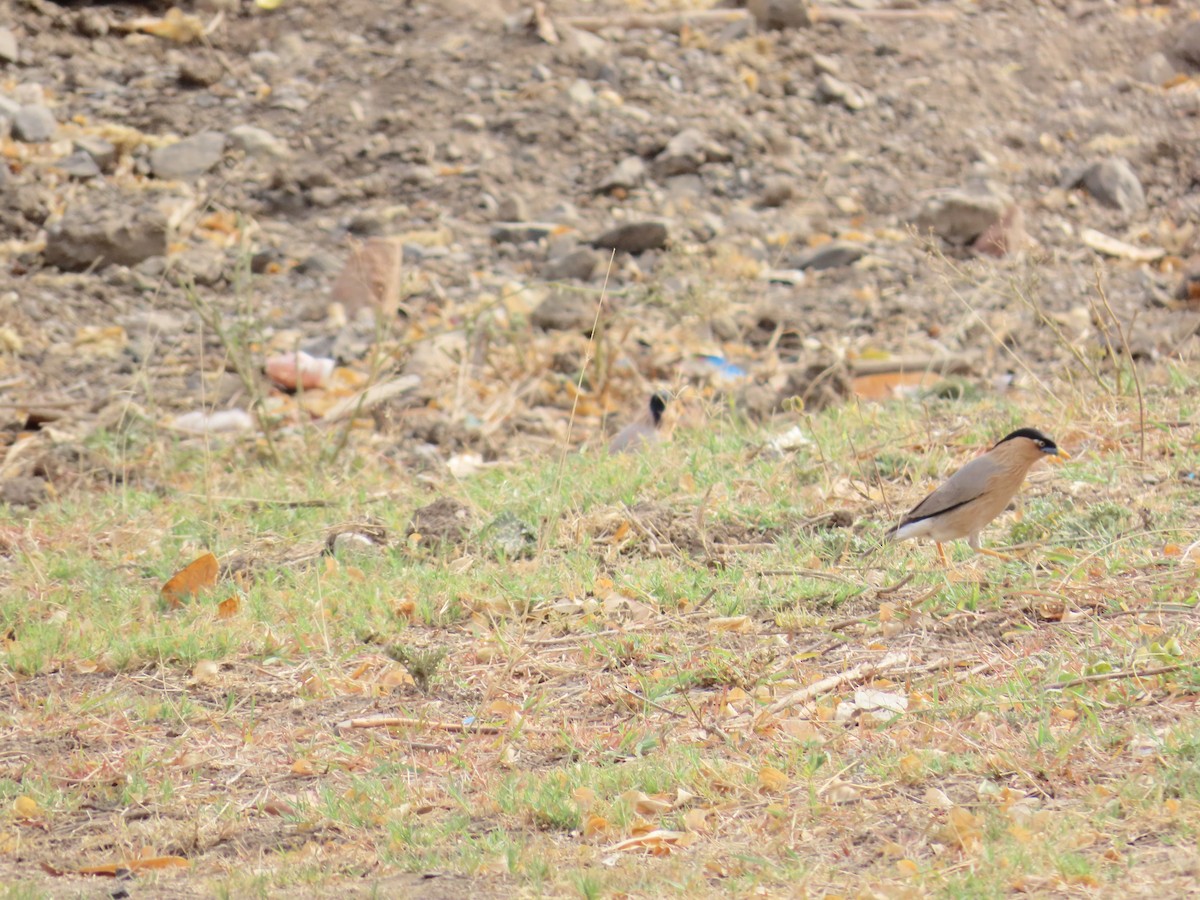 Brahminy Starling - ML620286079