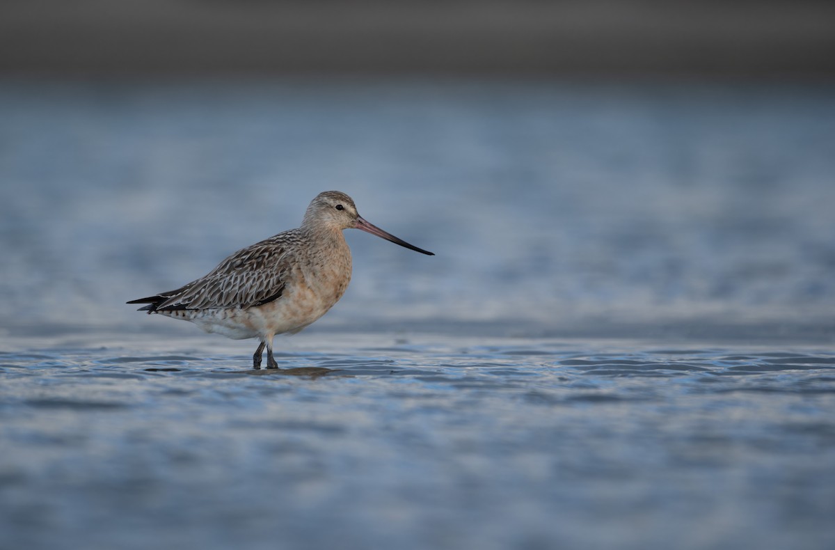 Bar-tailed Godwit - ML620286080