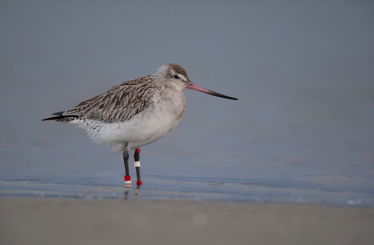 Bar-tailed Godwit - ML620286081