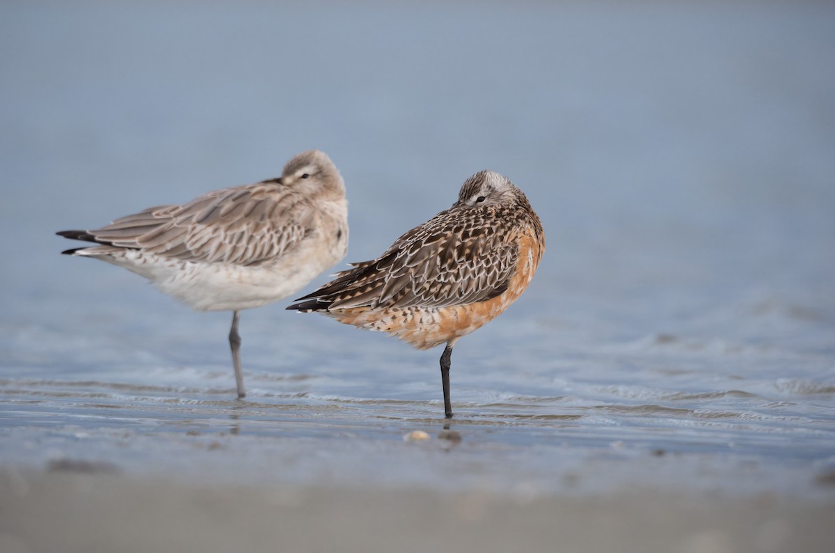 Bar-tailed Godwit - ML620286082