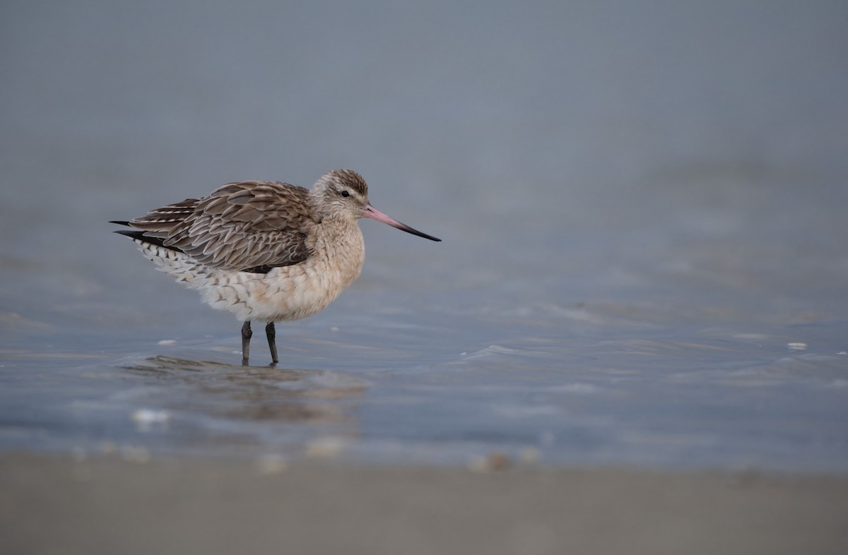 Bar-tailed Godwit - ML620286084