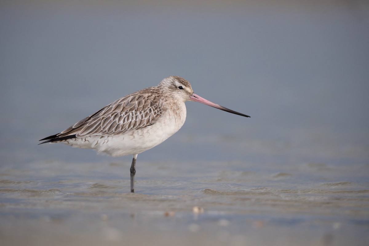 Bar-tailed Godwit - ML620286086