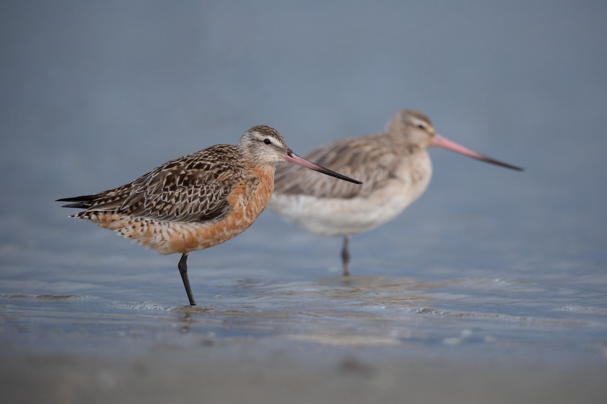 Bar-tailed Godwit - ML620286087