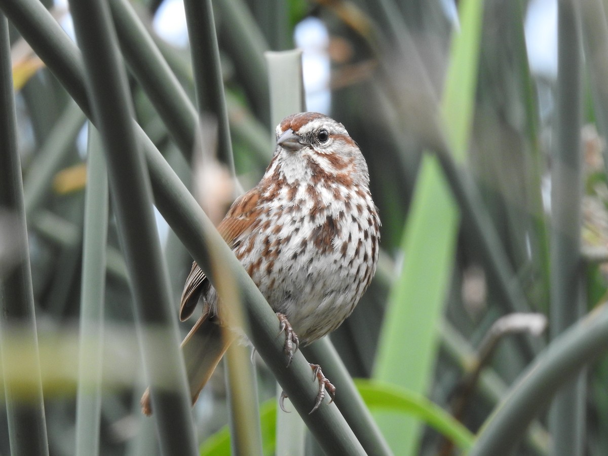 Song Sparrow - ML620286091