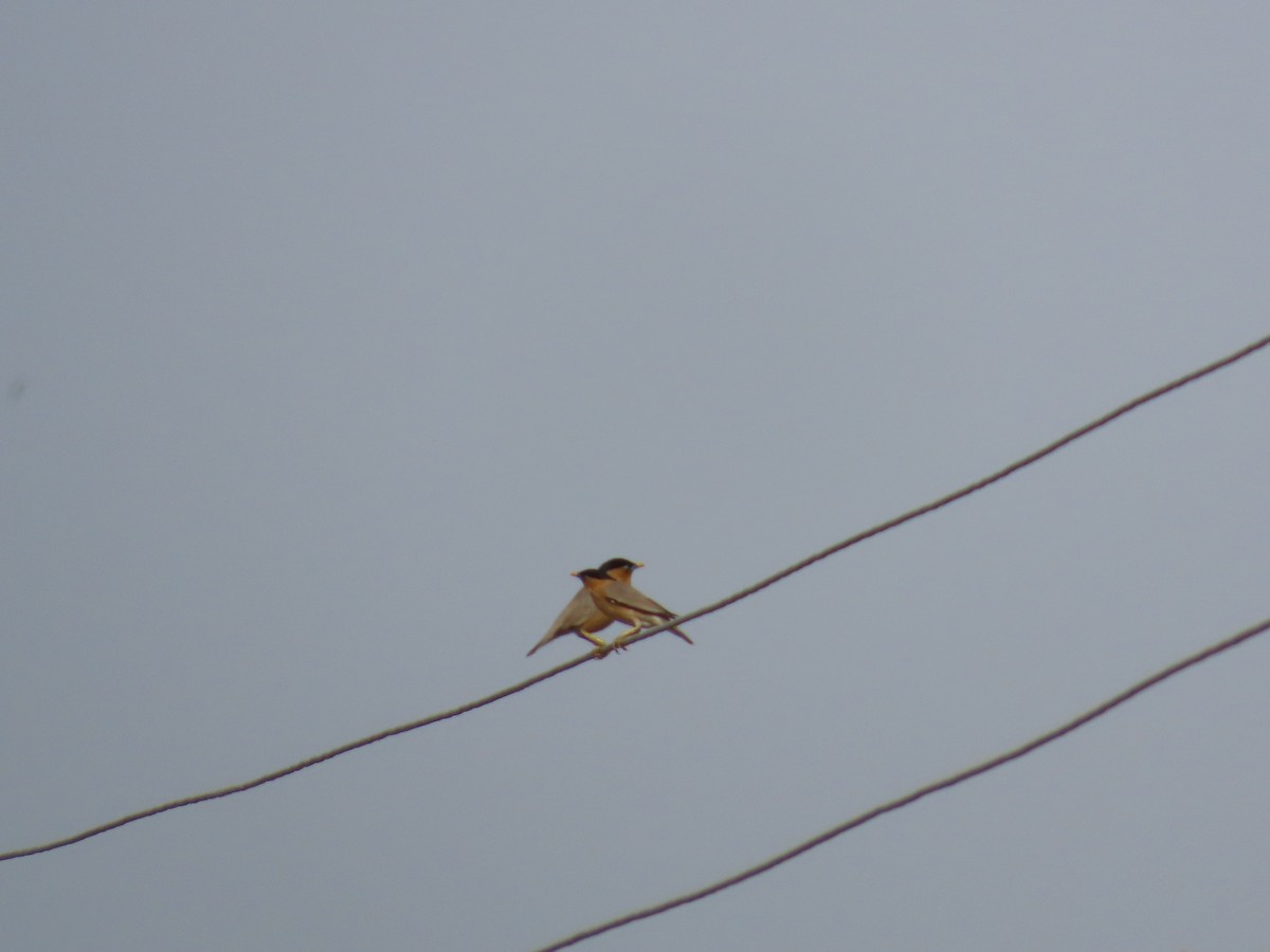 Brahminy Starling - ML620286093