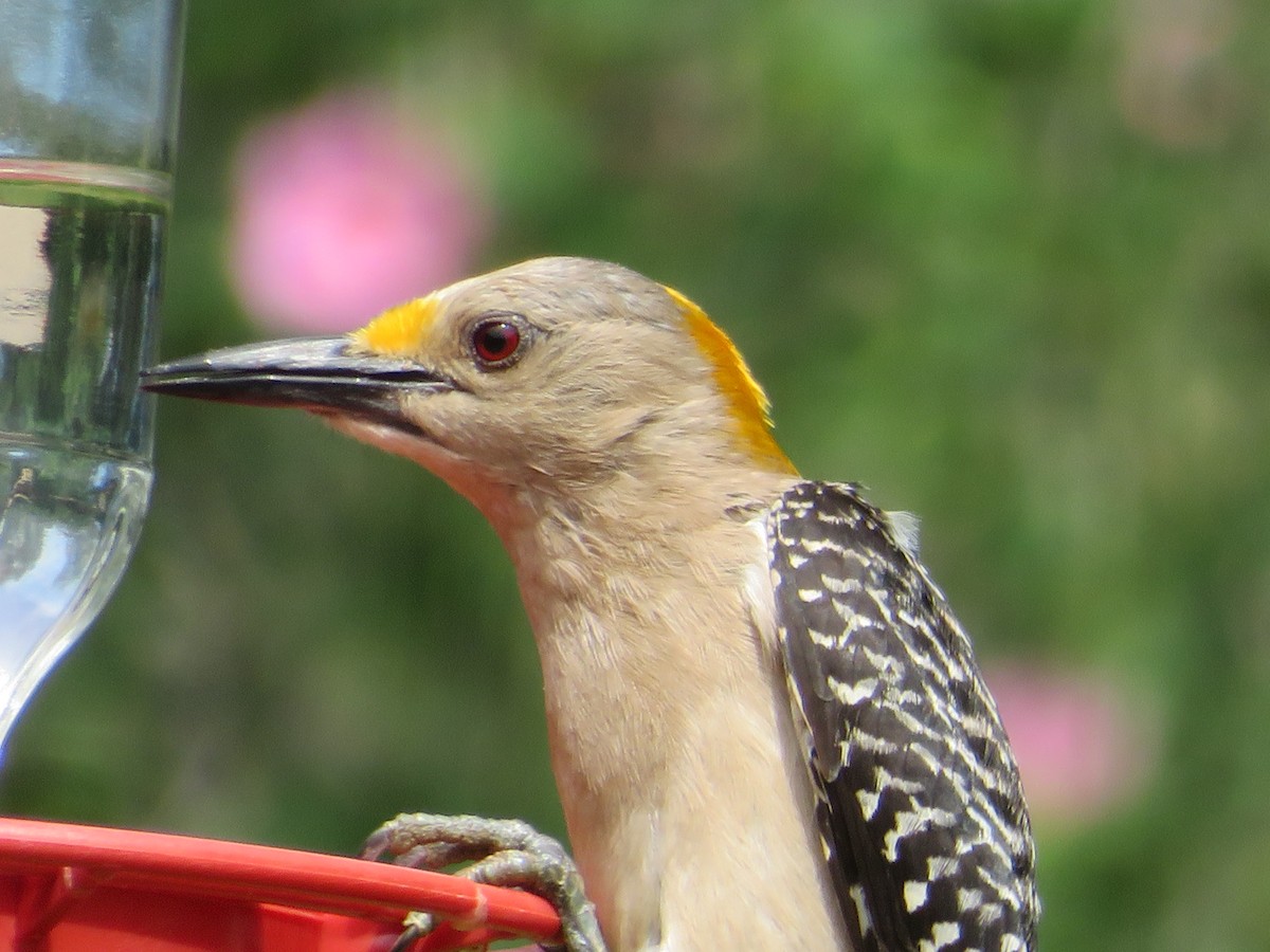Golden-fronted Woodpecker - ML620286095