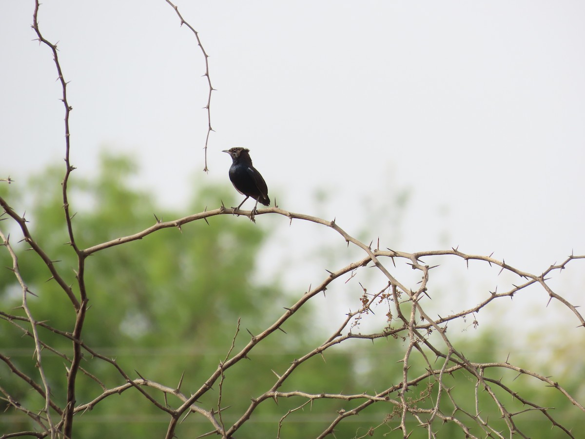 Indian Robin - ML620286096