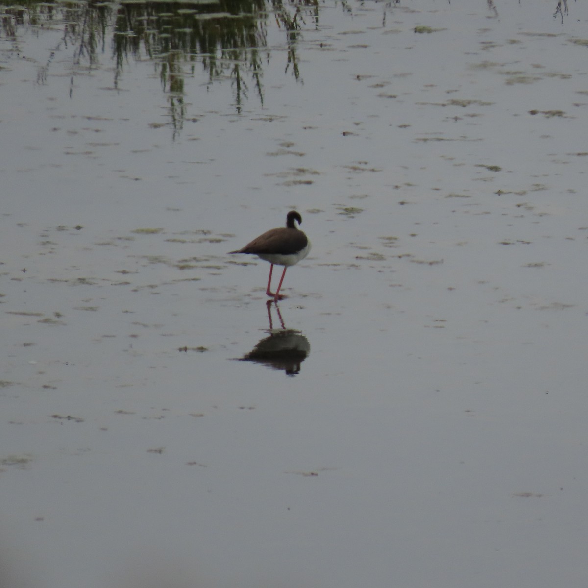 Black-necked Stilt - ML620286097