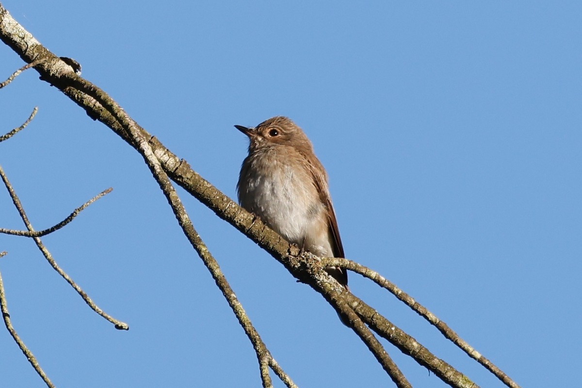 Spotted Flycatcher - ML620286098