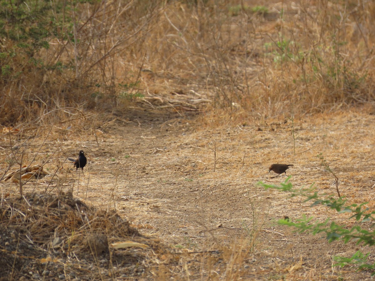 Indian Robin - ML620286100