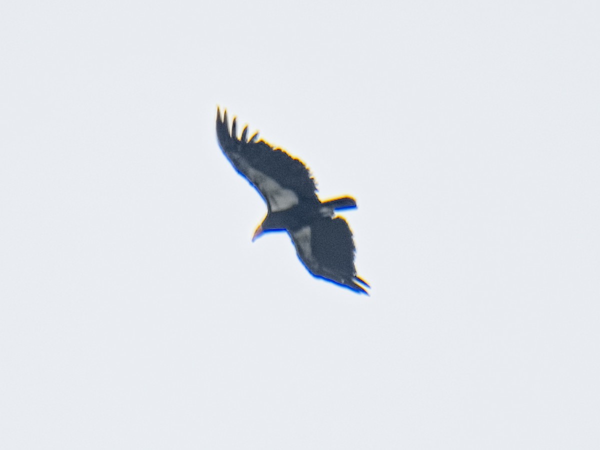 California Condor - ML620286101