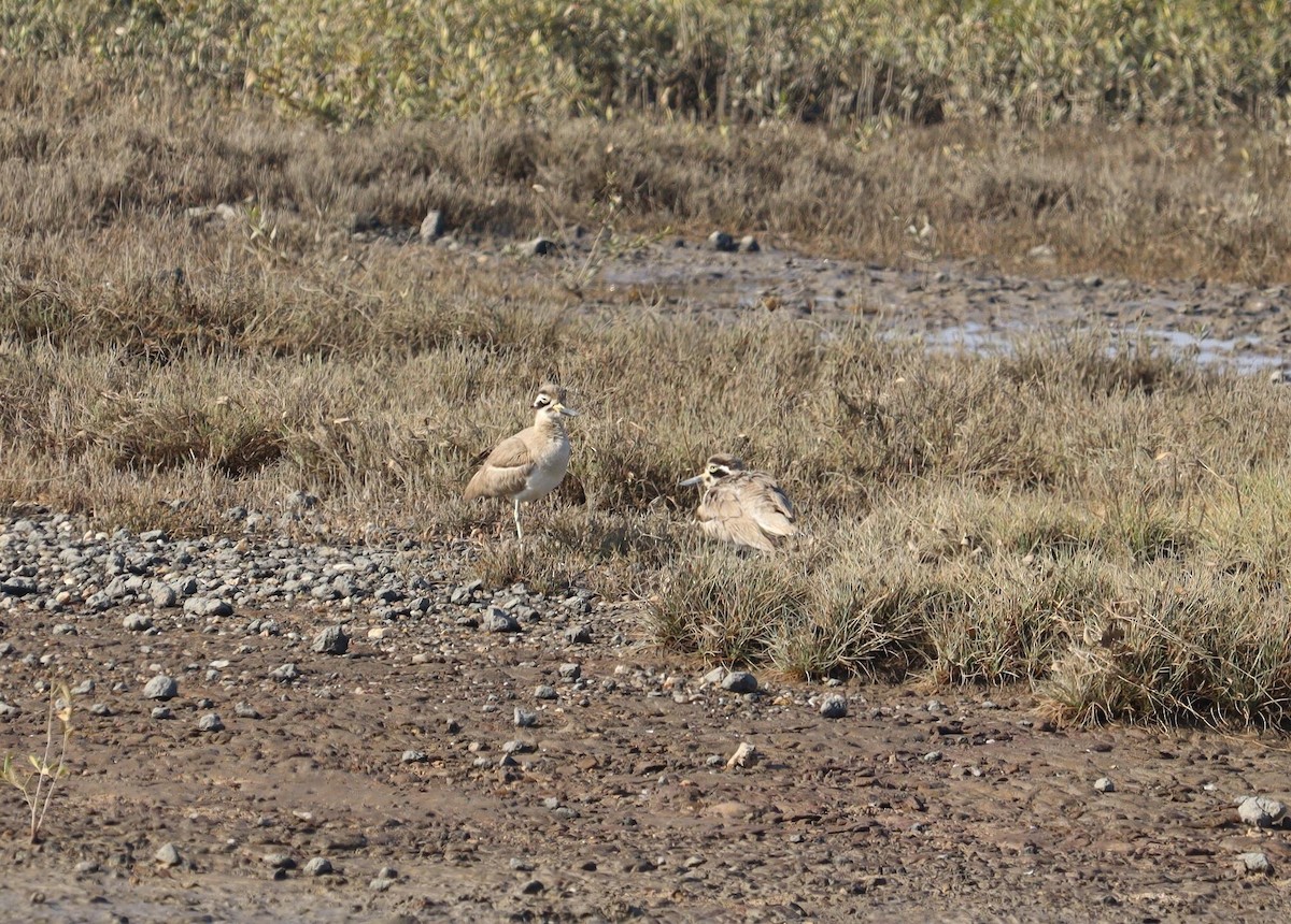 Great Thick-knee - ML620286102