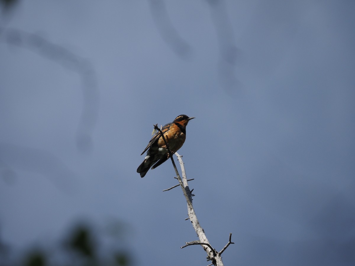 Varied Thrush - ML620286106