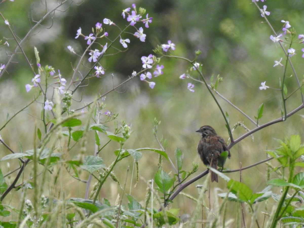 Red-winged Blackbird - ML620286109