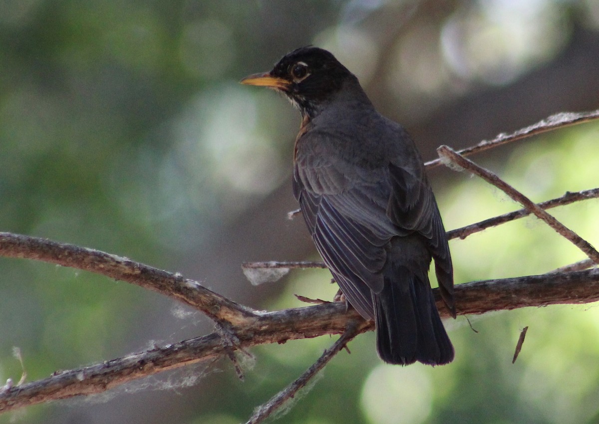 American Robin - ML620286113