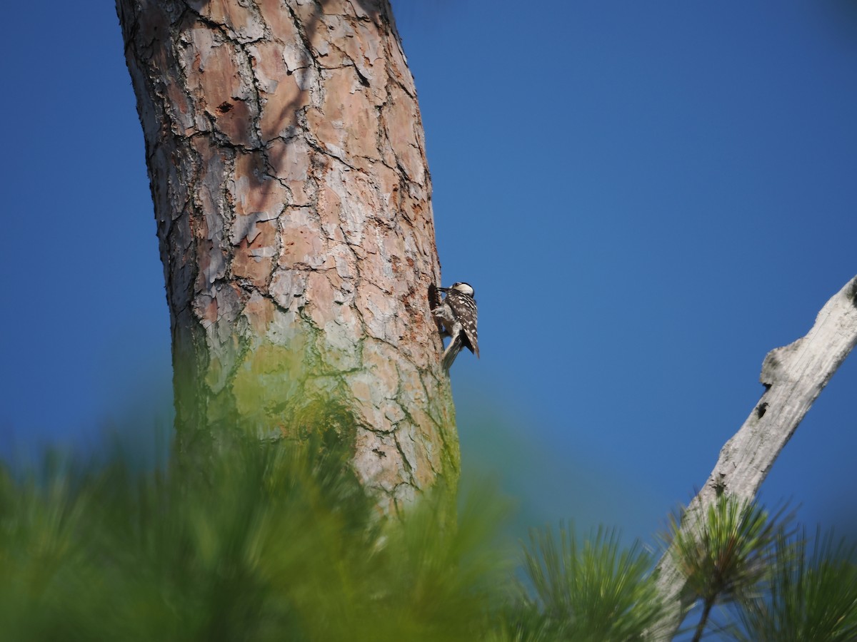 Red-cockaded Woodpecker - ML620286114