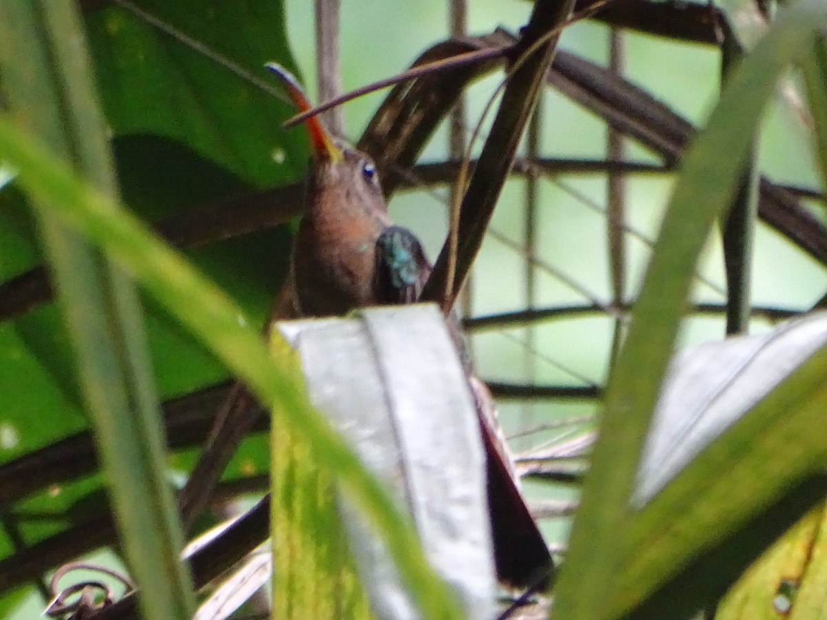 Rufous-breasted Hermit - ML620286122