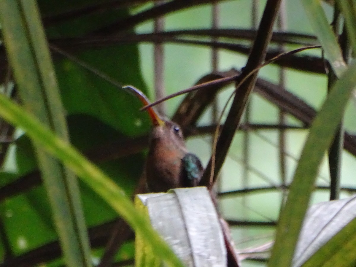 Rufous-breasted Hermit - ML620286123