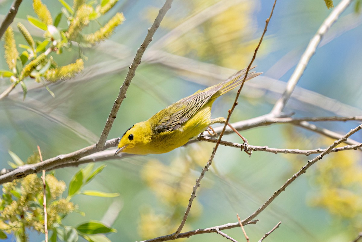 Wilson's Warbler - ML620286124