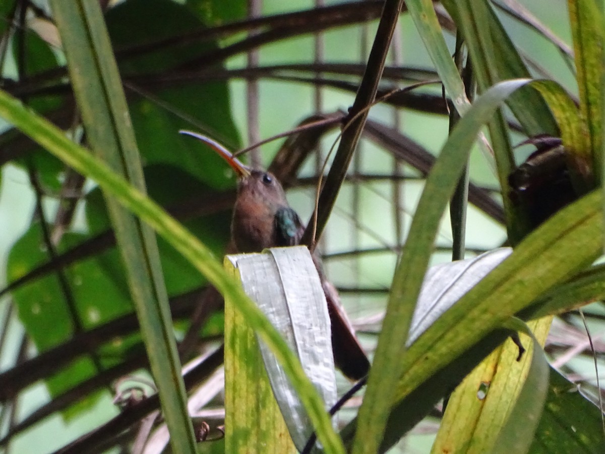 kolibřík ryšavoocasý - ML620286125