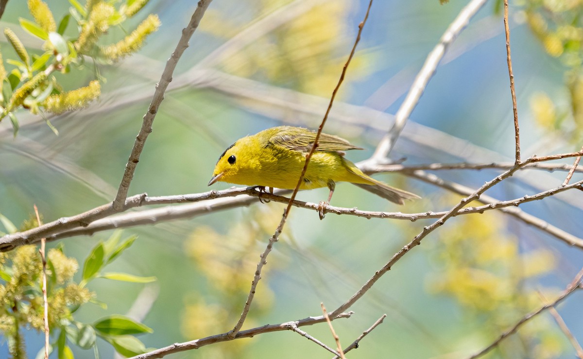 Wilson's Warbler - ML620286126