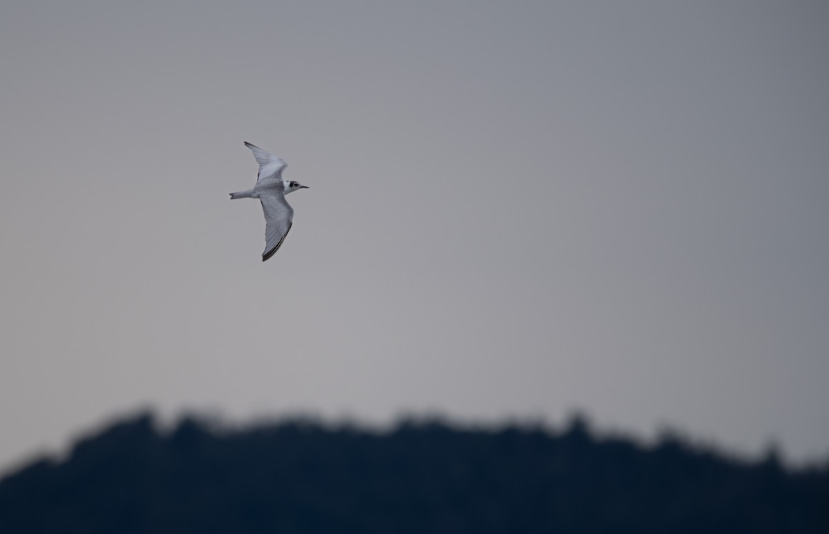 White-winged Tern - ML620286132
