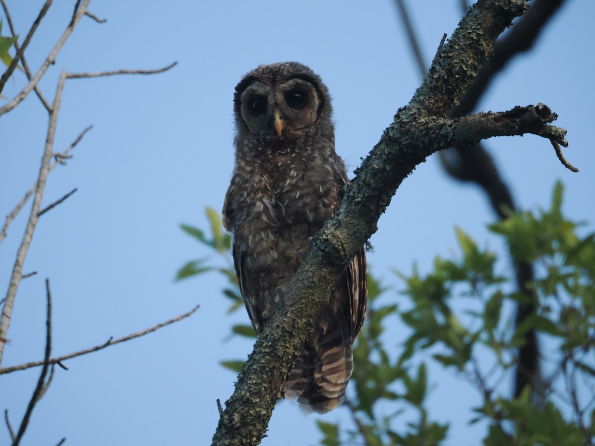 Barred Owl - ML620286138