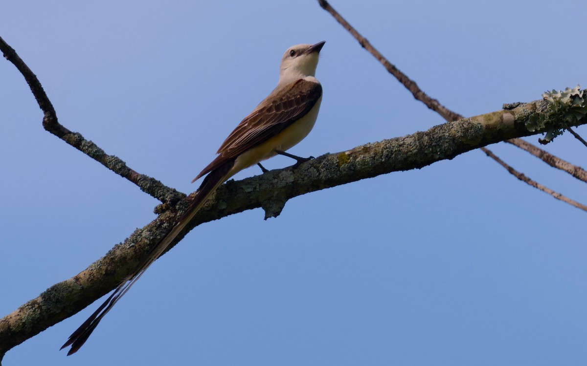 Scissor-tailed Flycatcher - ML620286140