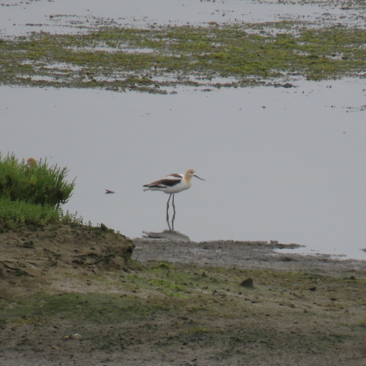 American Avocet - ML620286141