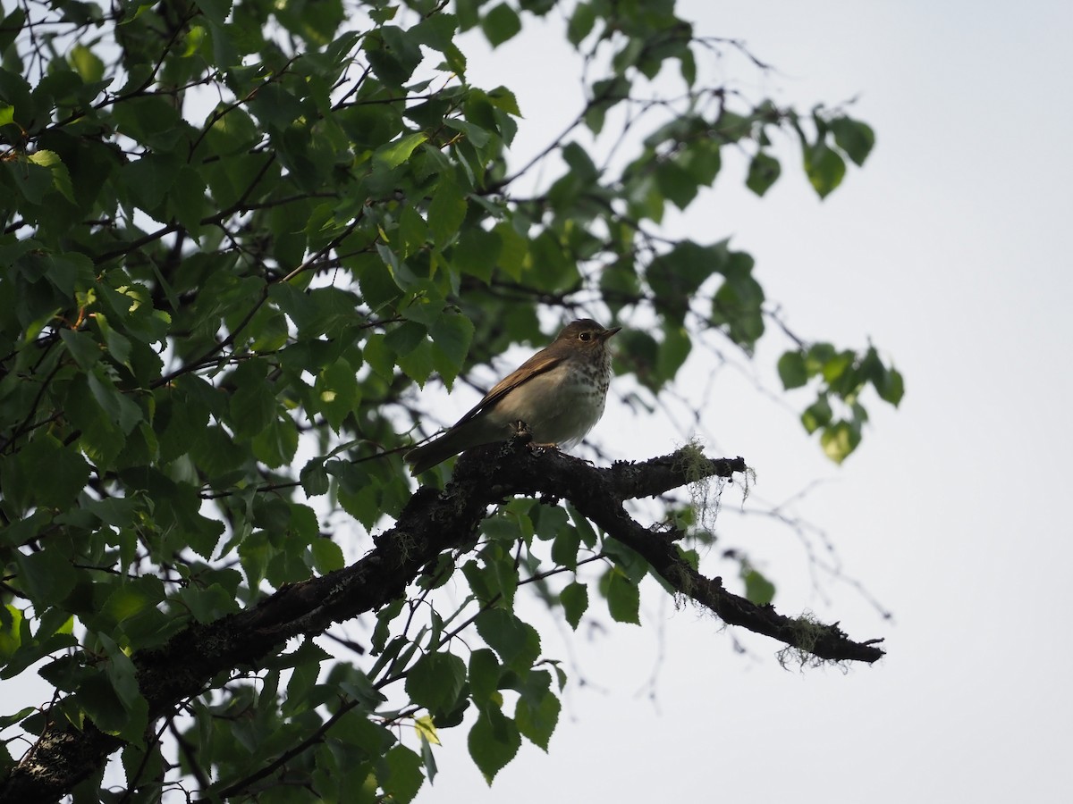 Swainson's Thrush - ML620286142